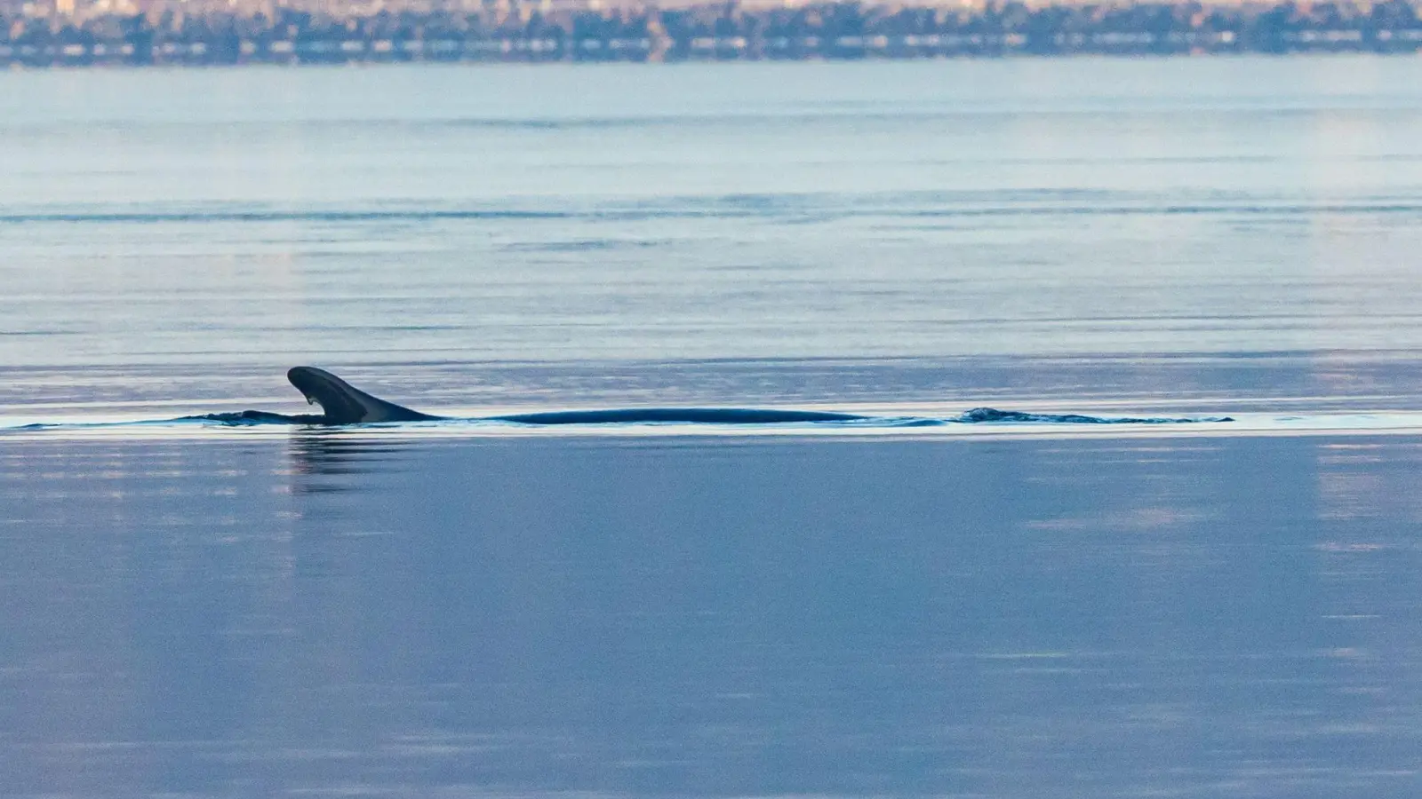 Anfang des Jahres war mehrfach ein Wal in der Flensburger Förde gesichtet worden. Nun schwamm ein solches Tier vor Wismar. (Archivbild) (Foto: Ulrich Perrey/dpa)