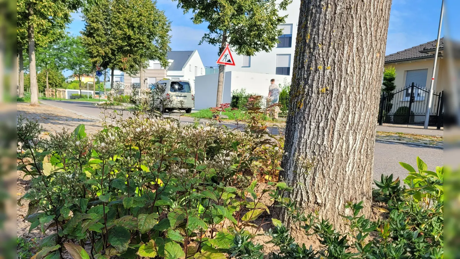 So kann eine gepflegte Baumscheibe aussehen. Sie wird von einer Privatperson an der Pommernstraße in Bad Windsheim gestaltet und regelmäßig gegossen. (Foto: Nina Daebel)