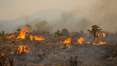 Joshua-Bäume brennen im Mojave National Preserve. (Foto: Ty O'Neil/AP/dpa)