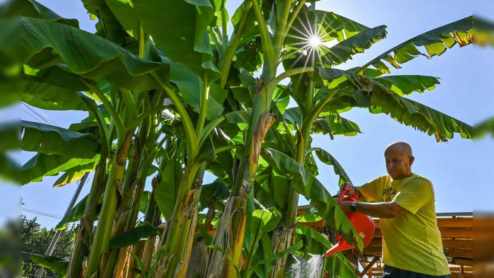 Exoten in unseren Gärten: Werden Bananenstauden hier etwa aufgrund des Klimawandels ein neues Zuhause finden? (Foto: Patrick Pleul/dpa/dpa-tmn)