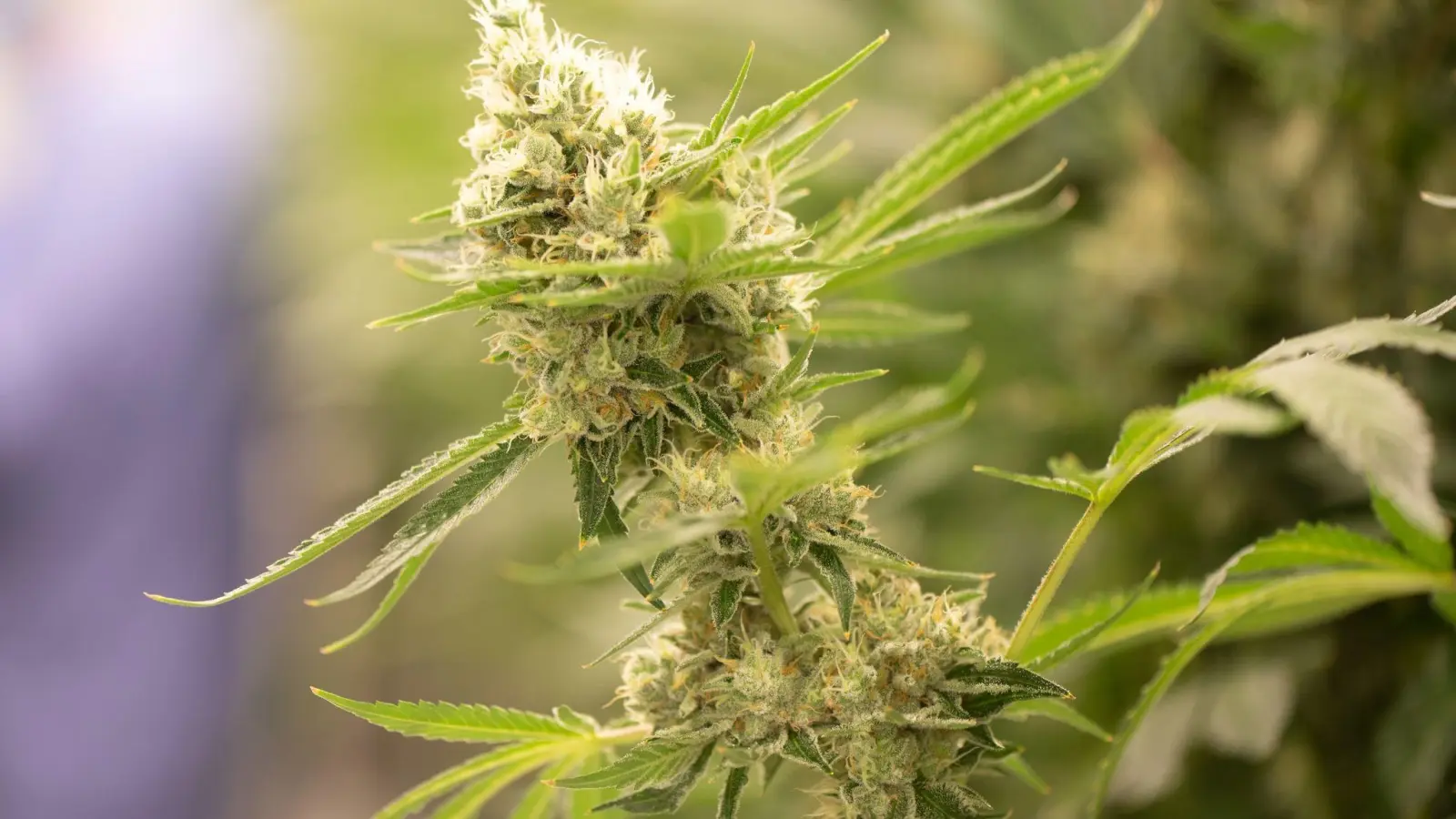 Eine Cannabispflanze blüht. (Foto: Sebastian Kahnert/dpa-Zentralbild/dpa/Symbolbild)