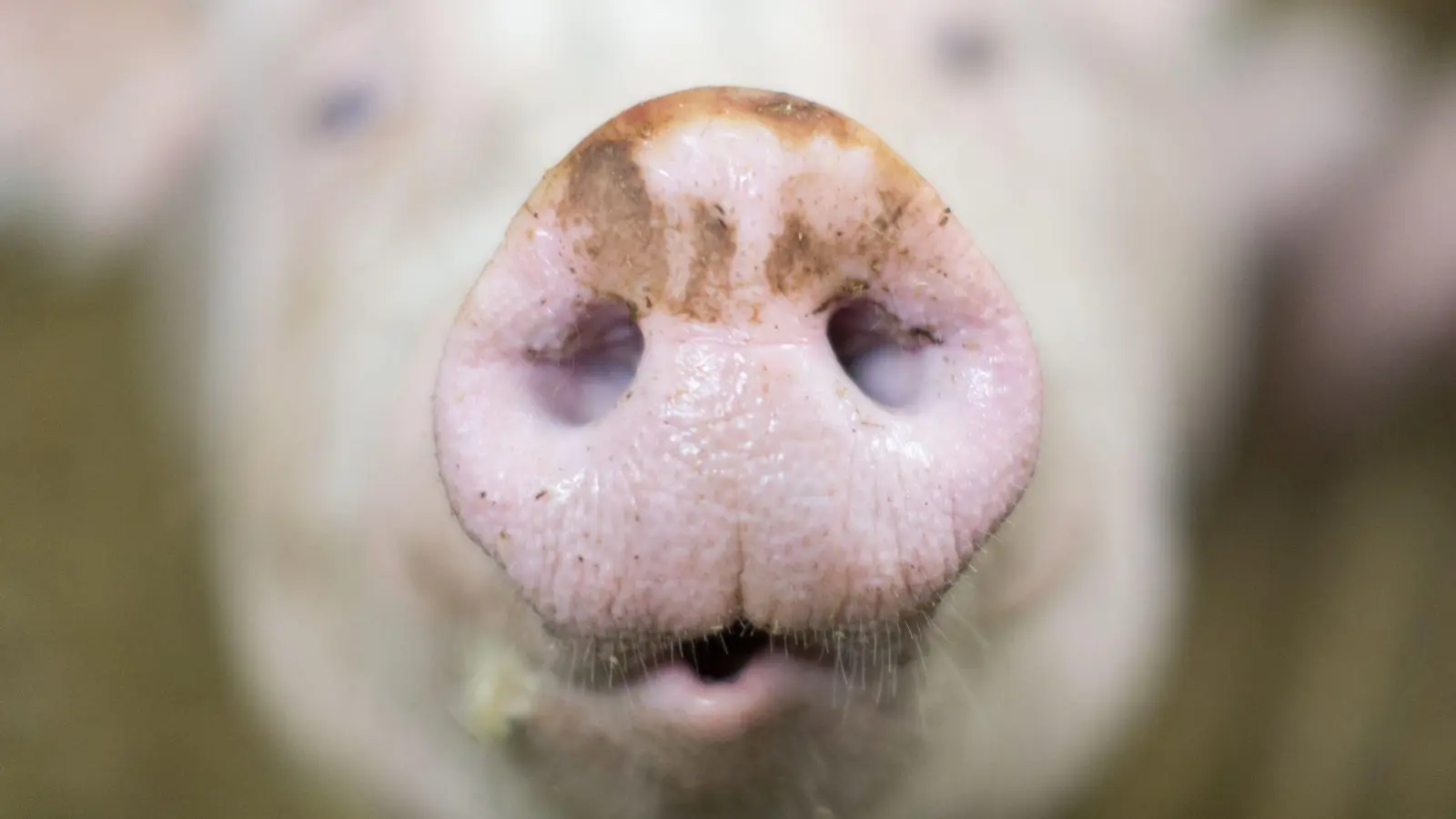Ein Schweinemastbetrieb m Unterallgäu steht wegen Tierwohlgefährdung am Pranger. (Symbolbild) (Foto: Friso Gentsch/dpa)