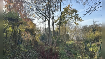 Noch gleicht das Areal hinter der Stadtmauer einer romantischen Wildnis. Das könnte sich nach den Planen aber grundlegend ändern. (Foto: Florian Pöhlmann)