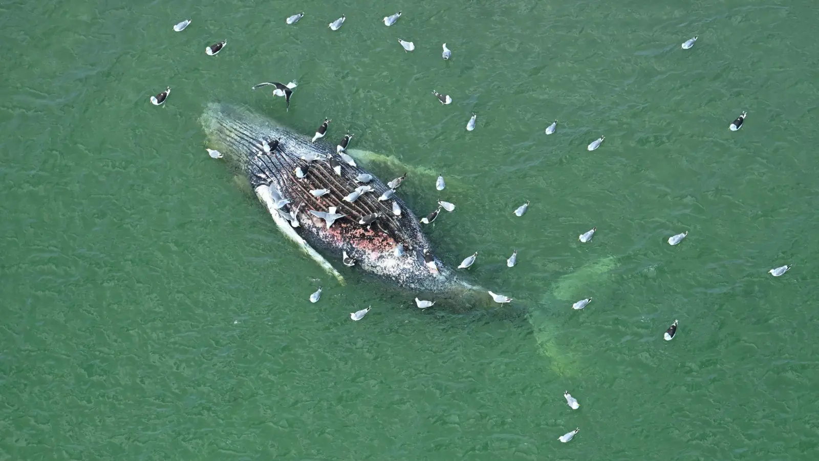 Ein Toter Wal wurde vor der dänischen Insel Anholt entdeckt. (Foto: Jonas Walzberg/dpa)
