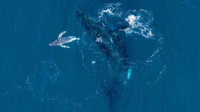 Experten halten die Drohnen-Aufnahmen für eine Weltpremiere.  (Foto: Alexander Forrest/Organisation for the Rescue and Research of Cetaceans in Australia (ORRCA)/dpa)