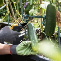 Nach der Ernte: Freie Flächen sollten möglichst bald wieder bepflanzt werden, damit der Boden fruchtbar bleibt. (Foto: Christin Klose/dpa-tmn)