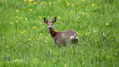 Ein Wilderer hat einen Rehbock erschossen. (Symbolbild) (Foto: Thomas Warnack/dpa)