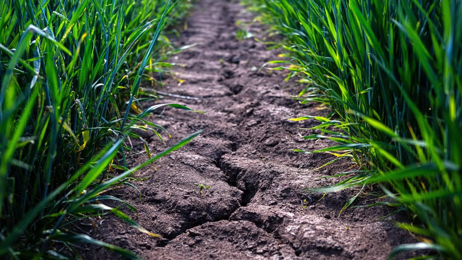 Von Dürre betroffene Flächen nehmen deutlich zu (Archivbild). (Foto: Sina Schuldt/dpa)
