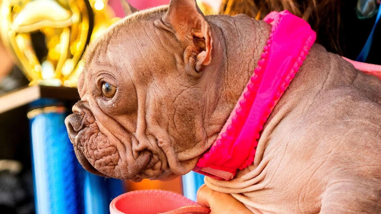 Hässlicher geht's nicht, befanden die Juroren - und kürten Petunia zur Siegerin. (Foto: Noah Berger/AP/dpa)