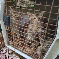 Auch wenn es zunächst so wirkt - das sind keine kleinen Hauskatzen. Sondern Wildkatzen. (Foto: Struck/LRA Bamberg/dpa)