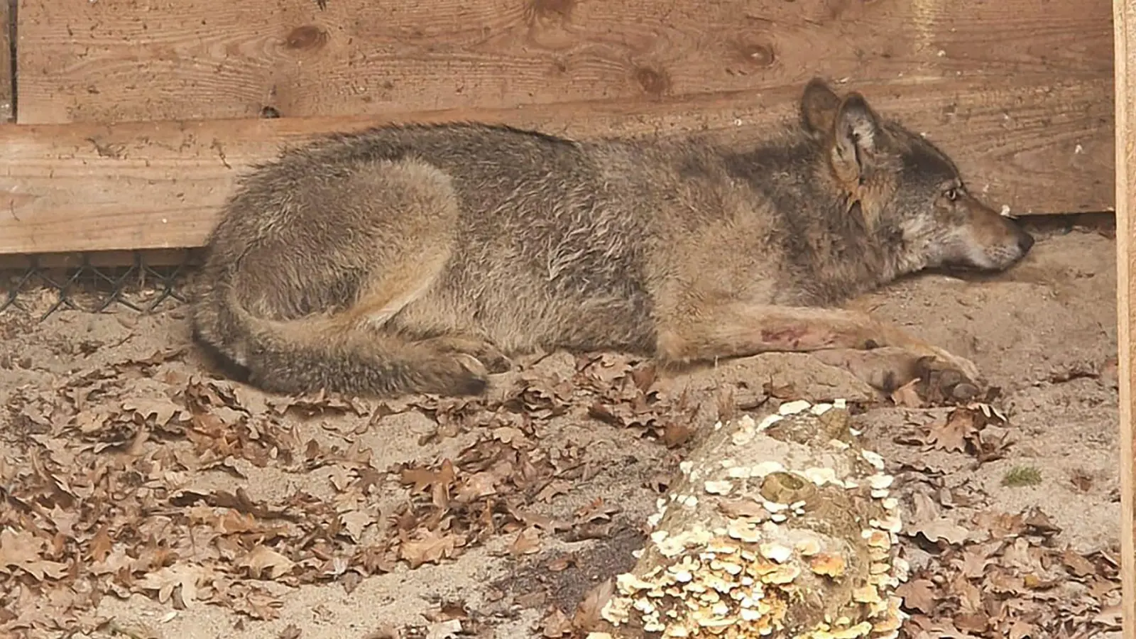 Der vor einer Woche nach einem Angriff auf eine Frau in Hamburg eingefangene Wolf ist wieder frei. (Foto Handout) (Foto: Umweltbehörde Hamburg/dpa)