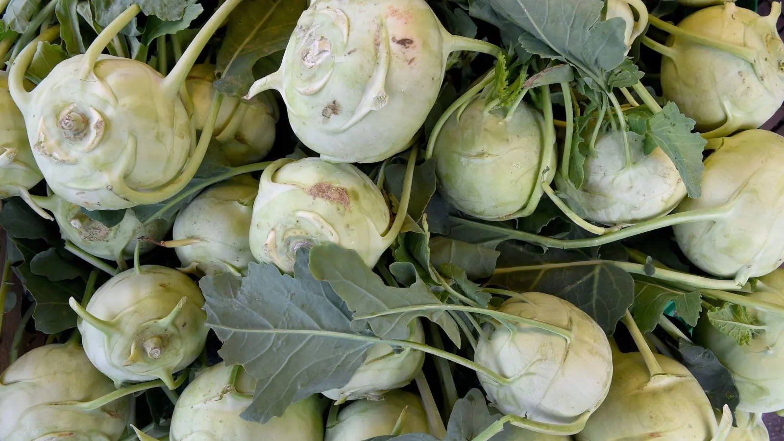 Kohlrabi &amp; Co. mit Stumpf und Stiel aufessen: Nicht immer die beste Idee. (Foto: Holger Hollemann/dpa/dpa-tmn)
