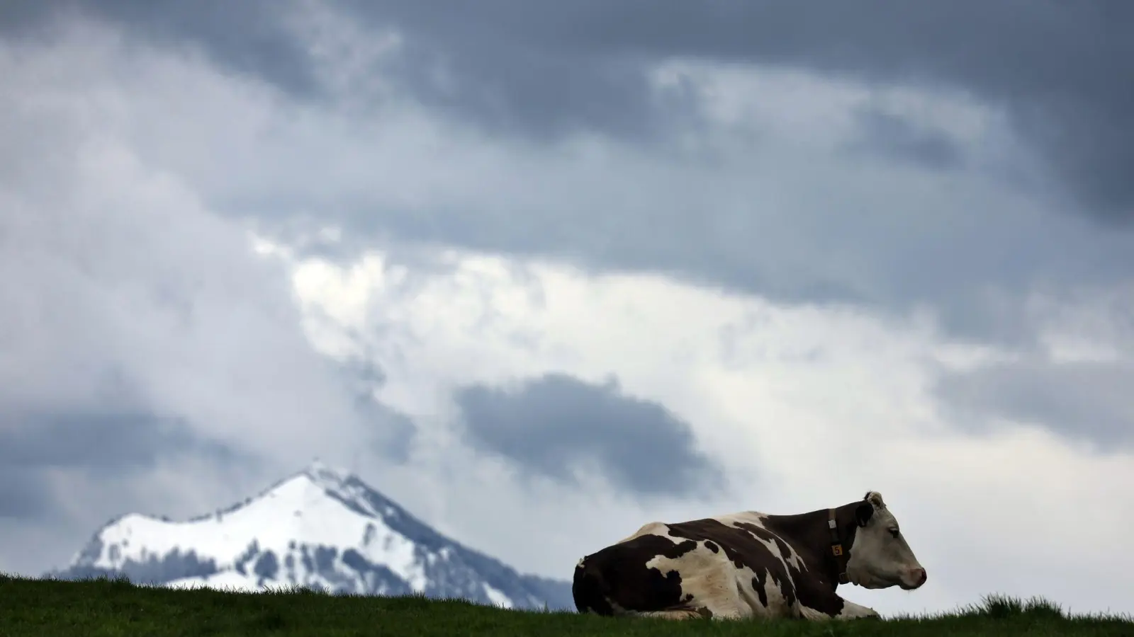 Eine Allgäuer Kuh liegt auf einer Weide. (Foto: Karl-Josef Hildenbrand/dpa)