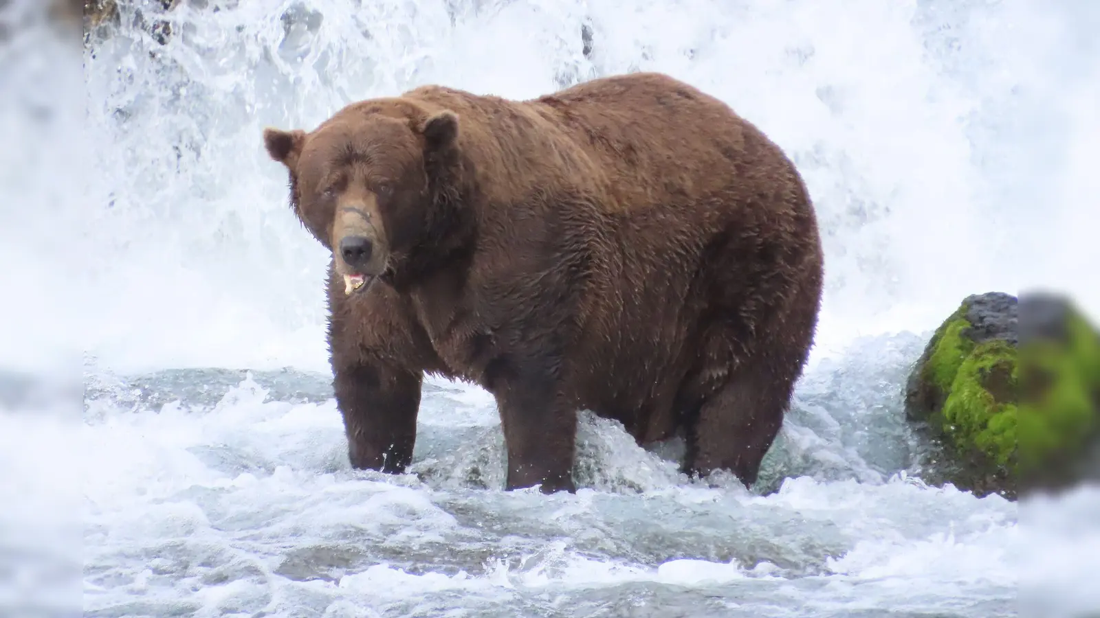 Braunbär 32 mit dem Spitznamen „Chunk“ bringt es im September nach Schätzungen auf über 500 Kilogramm und hat eine auffällige Narbe auf der Schnauze.  (Foto: T. Carmack/Katmai-Nationalpark/dpa)