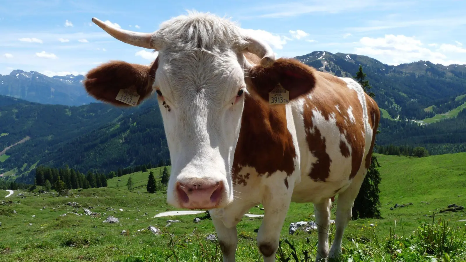 „Weidemilch“ klingt nach Kühen auf riesigen, saftigen Wiesen – doch was steckt wirklich hinter dem Begriff? (Foto: Merle Schmalenbach/dpa-tmn)