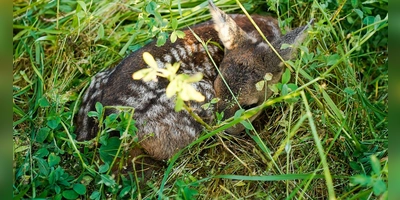 Ein Landwirt hat bei Windsbach vermutlich drei Rehkitz getötet – trotz Belehrung. (Symbolbild: Uwe Anspach/dpa)