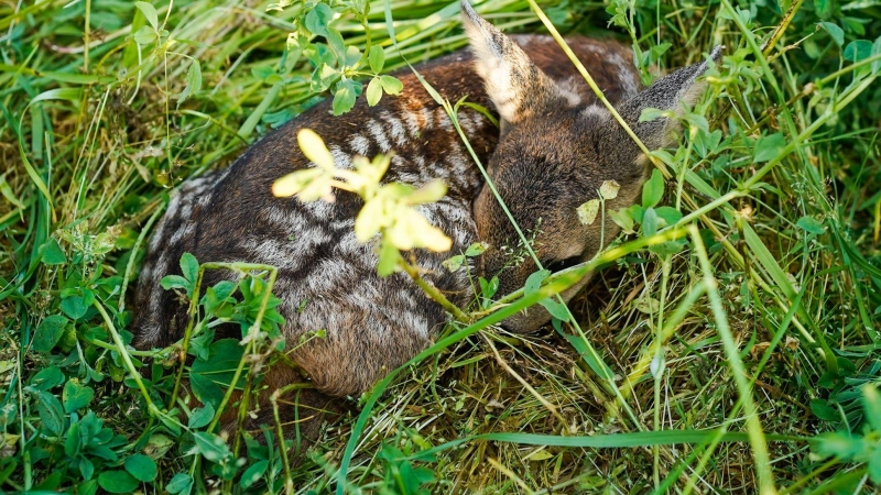 Ein Landwirt hat bei Windsbach vermutlich drei Rehkitz getötet – trotz Belehrung. (Symbolbild: Uwe Anspach/dpa)