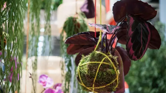 Beliebt: Hängende Zimmerpflanzen im Kokedama - der Mooskugel. (Foto: Andrea Warnecke/dpa-tmn)