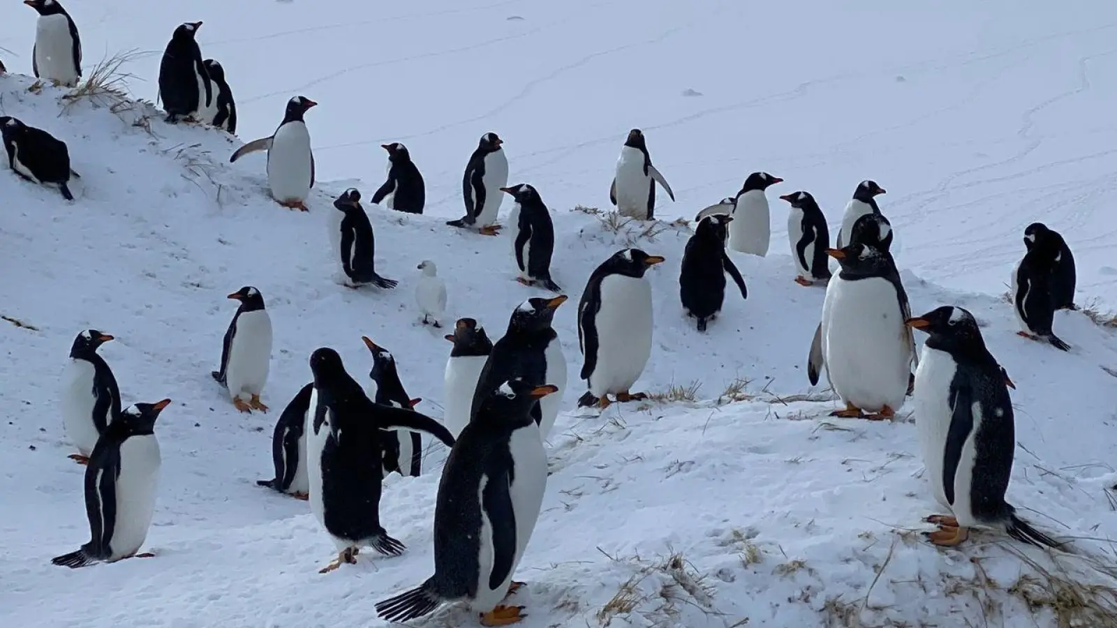 Die Auswirkungen der Vogelgrippe bei Pinguinen können sehr unterschiedlich sein. (Foto: Benedikt von Imhoff/dpa)