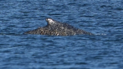 Der Buckelwal war in der Nacht zum Freitag vor Timmendorfer Strand freigekommen. Steckt nun aber wieder fest (Foto: Marcus Brandt/dpa)