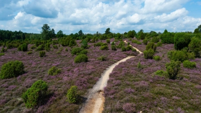 Das berühmte violette Heidekraut taucht die Lüneburger Heide jedes Jahr im August in ein leuchtendes Farbenmeer. (Foto: Philipp Schulze/dpa/dpa-tmn)