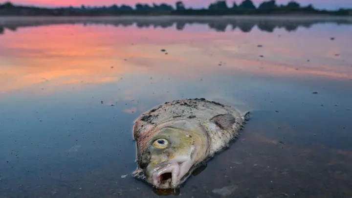 Ein toter Blei liegt im flachen Wasser vom deutsch-polnischen Grenzfluss Oder. Die Ausbreitung einer giftigen Alge gilt als wahrscheinlichste Ursache der Umweltkatastrophe, bei der massenhaft Fische verendeten. (Foto: Patrick Pleul/dpa)