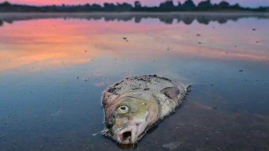 Ein toter Blei liegt im flachen Wasser vom deutsch-polnischen Grenzfluss Oder. Die Ausbreitung einer giftigen Alge gilt als wahrscheinlichste Ursache der Umweltkatastrophe, bei der massenhaft Fische verendeten. (Foto: Patrick Pleul/dpa)