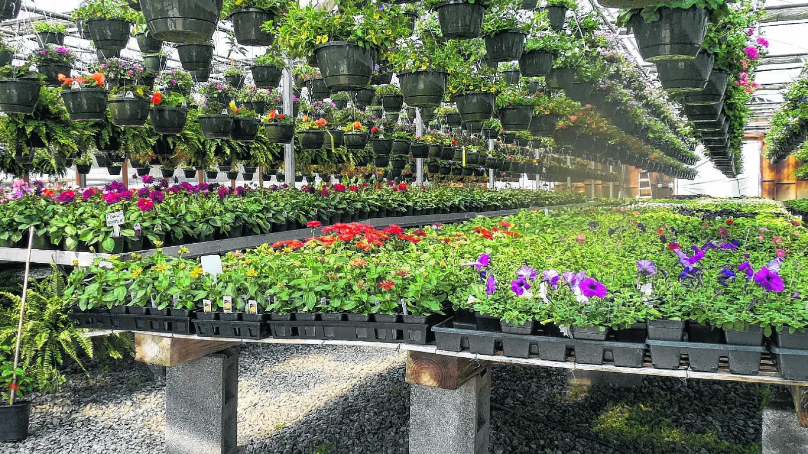 Die Gärtnerei Ihres Vertrauens freut sich auf Ihren Besuch und lockt mit vielen Angeboten. (Foto: Christian Treffer)