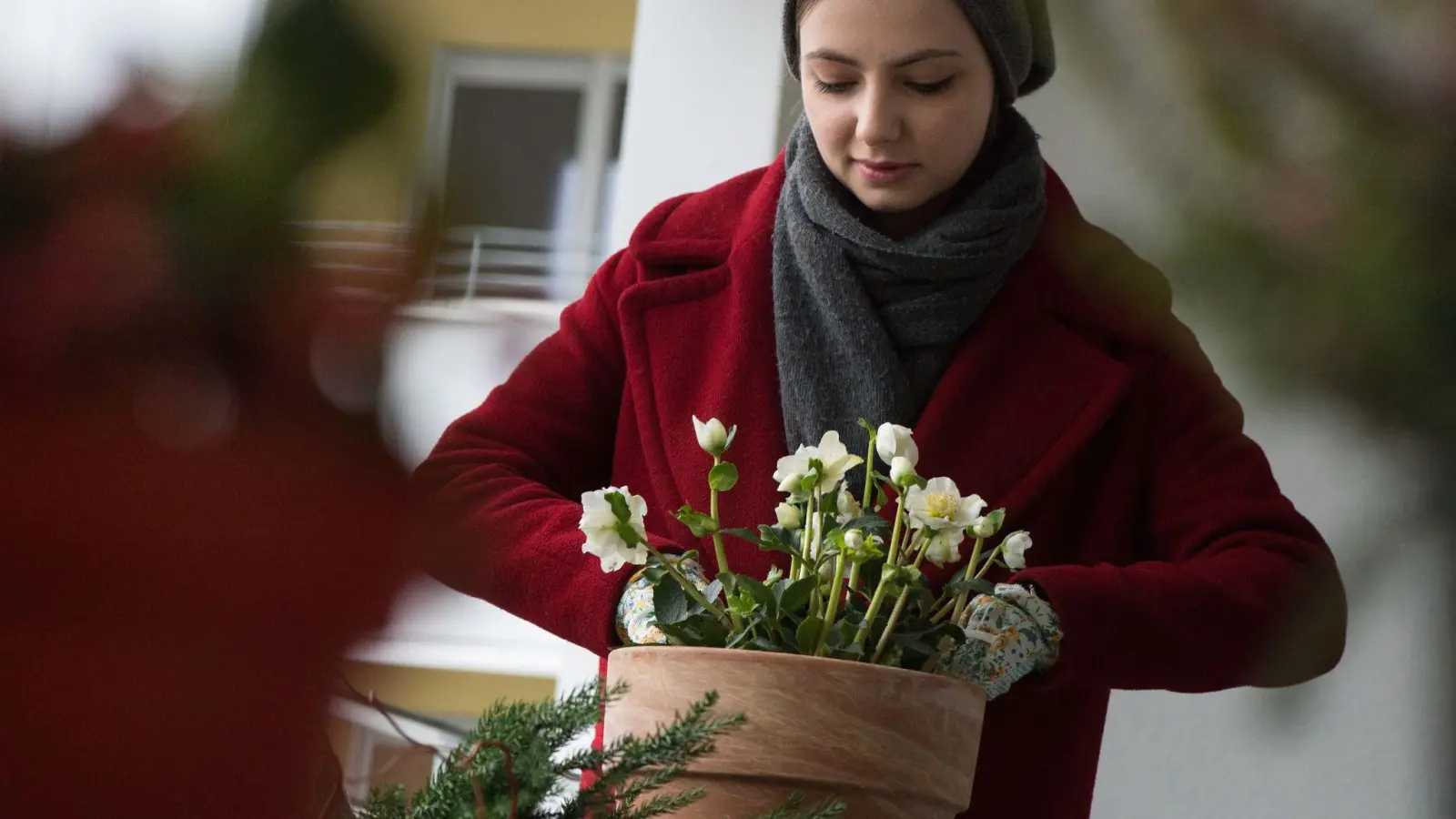 Christrosen sind winterharte Pflanzen, die sich gut für natürliche Weihnachtsdekorationen auf Balkon oder Terrasse eignen. (Foto: Franziska Gabbert/dpa-tmn)