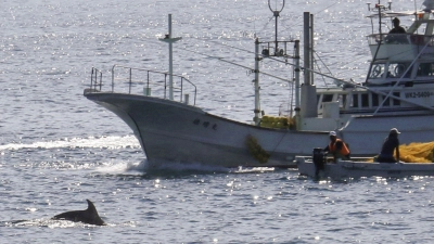 In den Gewässern vor Taiji findet am 01.09.2020 die erste Treibjagd der Saison auf Delfine und andere Kleinwale statt. (Foto: -/kyodo/dpa)
