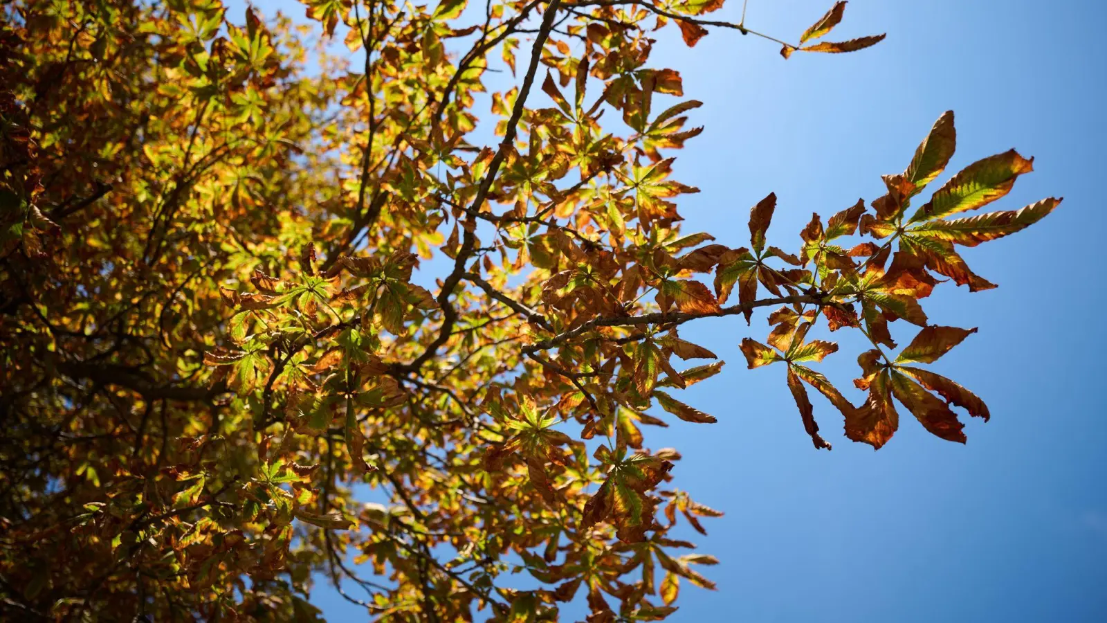 Der Deutsche Wetterdienst sagt für Montag und Mittwoch freundlicheres Herbstwetter vorher.  (Foto: Katharina Kausche/dpa)