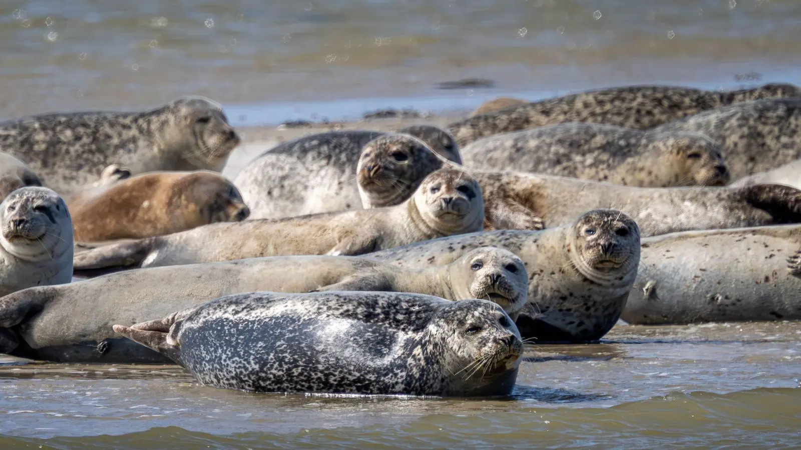 Seehunde brauchen etwa für die Aufzucht ihrer Jungtiere viel Ruhe und sollten nicht gestört werden. (Archivbild) (Foto: Sina Schuldt/dpa)