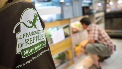In der Auffangstation für Reptilien sollen die Schlangen jetzt aufgepäppelt werden - wenn es dafür nicht zu spät ist (Archivbild).  (Foto: picture alliance / dpa)