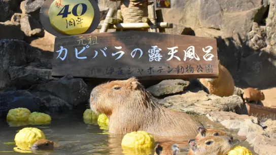 Wasserschweine im heißen Bad des Zoo Izu Shaboten. (Foto: -/Izu Shaboten Zoo/dpa)