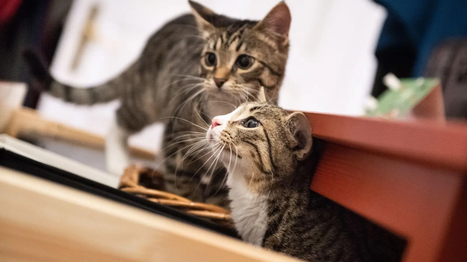 Katzengeschwister haben rund um die Uhr einen Artgenossen zum Spielen, Kuscheln und Putzen. (Foto: Franziska Gabbert/dpa-tmn)