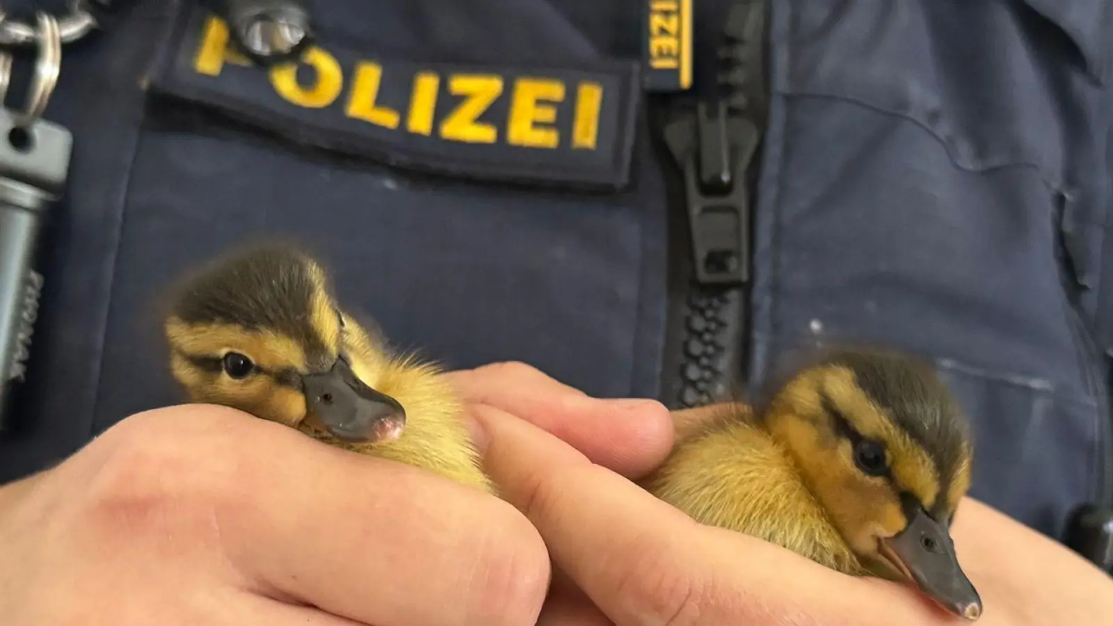 Polizisten haben fünf verwaiste Entenküken gerettet - zwei davon hält ein Beamter in der Hand. (Foto: -/Polizei Regensburg/dpa)