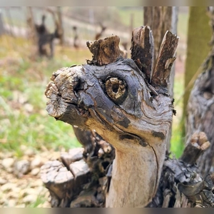 Ein Gesicht im Weinberg - gesehen bei Tauberzell (Foto: Anne und Sarah Meyer)