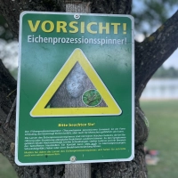 Vorsicht Eichenprozessionsspinner: Wer ein Warnschild (hier am Obernzenner See) sieht, sollte sich nicht weiter nähern und Kinder und Haustiere vom Ort fernhalten. (Foto: Anna Beigel)