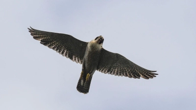 Das erste Küken des Jahres der Wanderfalken auf der Nürnberger Kaiserburg ist da. (Symbolbild) (Foto: Patrick Pleul/dpa-Zentralbild/dpa)