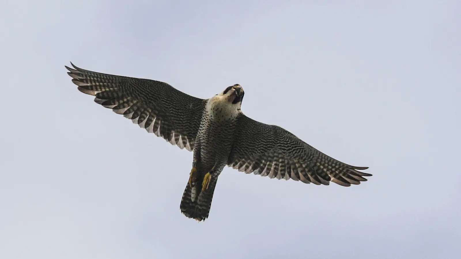 Das erste Küken des Jahres der Wanderfalken auf der Nürnberger Kaiserburg ist da. (Symbolbild) (Foto: Patrick Pleul/dpa-Zentralbild/dpa)
