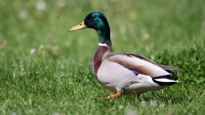 Die Frau hatte einen Stockenten-Erpel unter einem Trampolin eingesperrt. (Archivbild) (Foto: Jan Woitas/dpa)