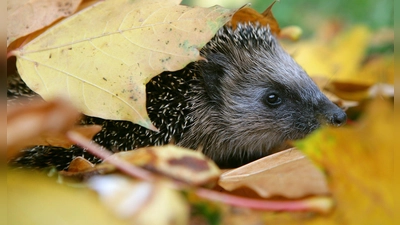 Schutz und Wärme: Igel nutzen Laubhaufen gern als Versteck. (Foto: Patrick Pleul/dpa/dpa-tmn)