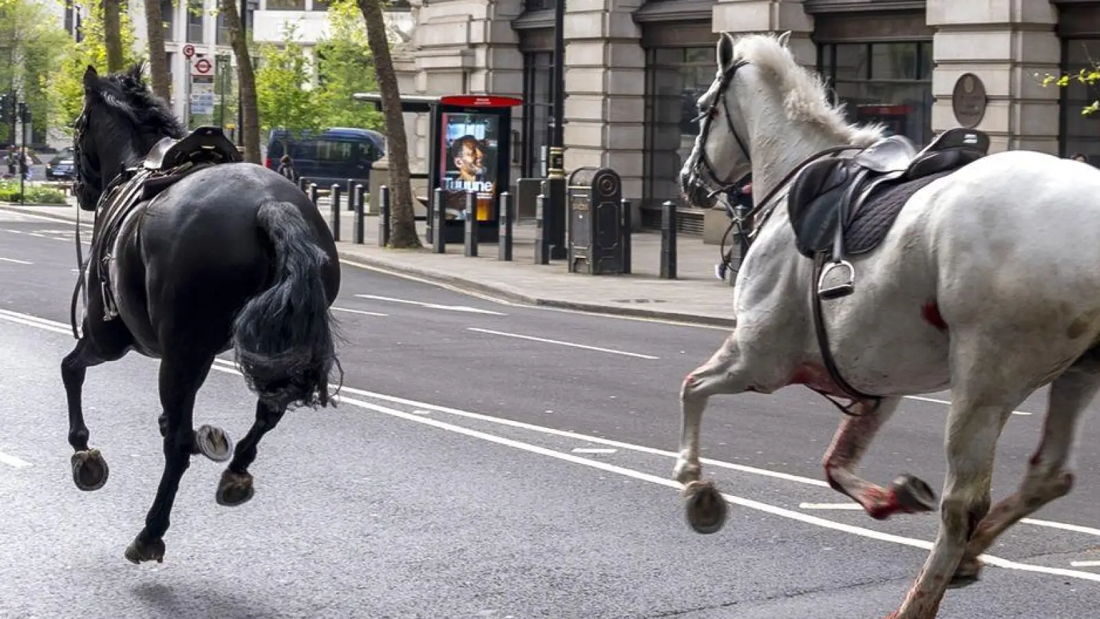Die entlaufenen Pferde in London in der Nähe von Aldwych. (Foto: Jordan Pettitt/PA/dpa)