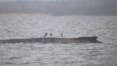 Wird der Buckelwal es schaffen? (Foto: Philip Dulian/dpa)