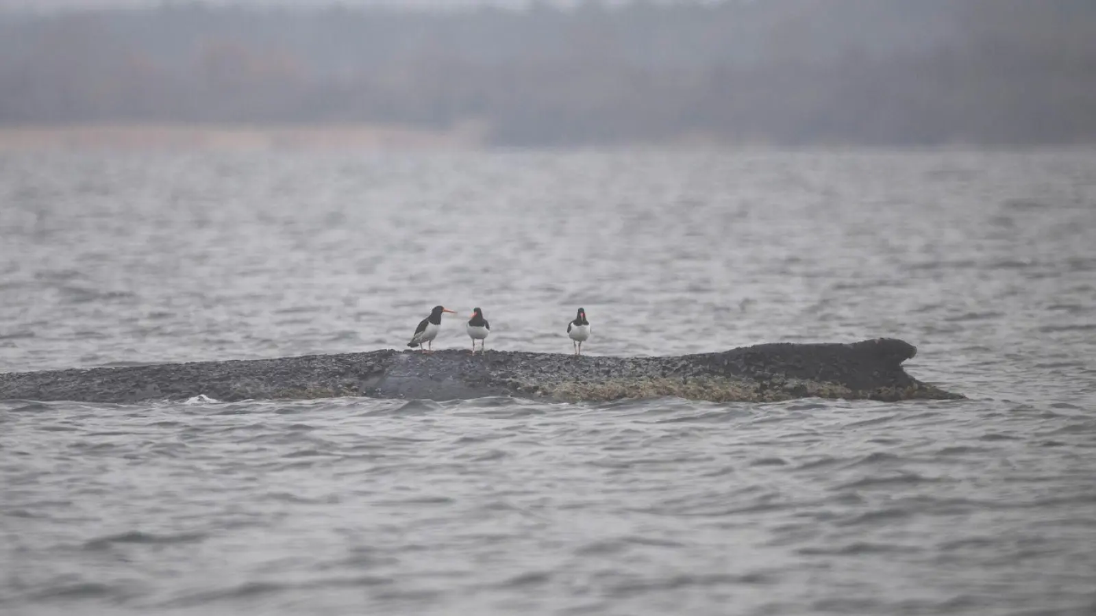 Wird der Buckelwal es schaffen? (Foto: Philip Dulian/dpa)