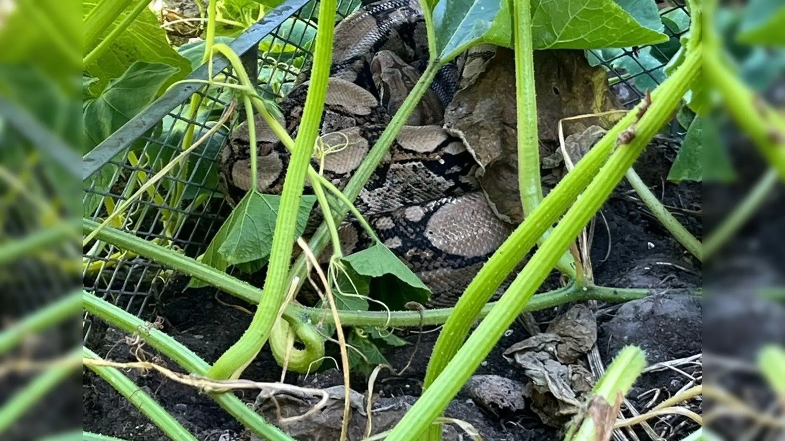 Wie das Tier in den Garten gelangen konnte, ist noch unklar. (Handout) (Foto: -/Kreispolizeibehörde Herford/dpa)