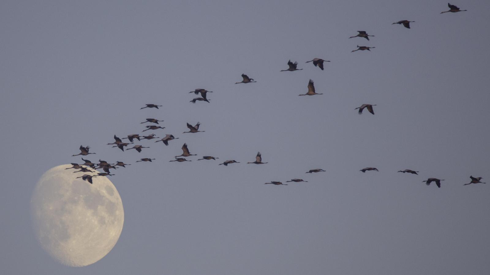 Now you can still have your say: Who should be Bird of the Year 2027?