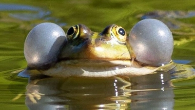Mit dem Frühling startet das Leben im Teich – ein guter Zeitpunkt, erste Pflegeschritte zu machen. (Foto: Soeren Stache/dpa-Zentralbild/dpa-tmn)