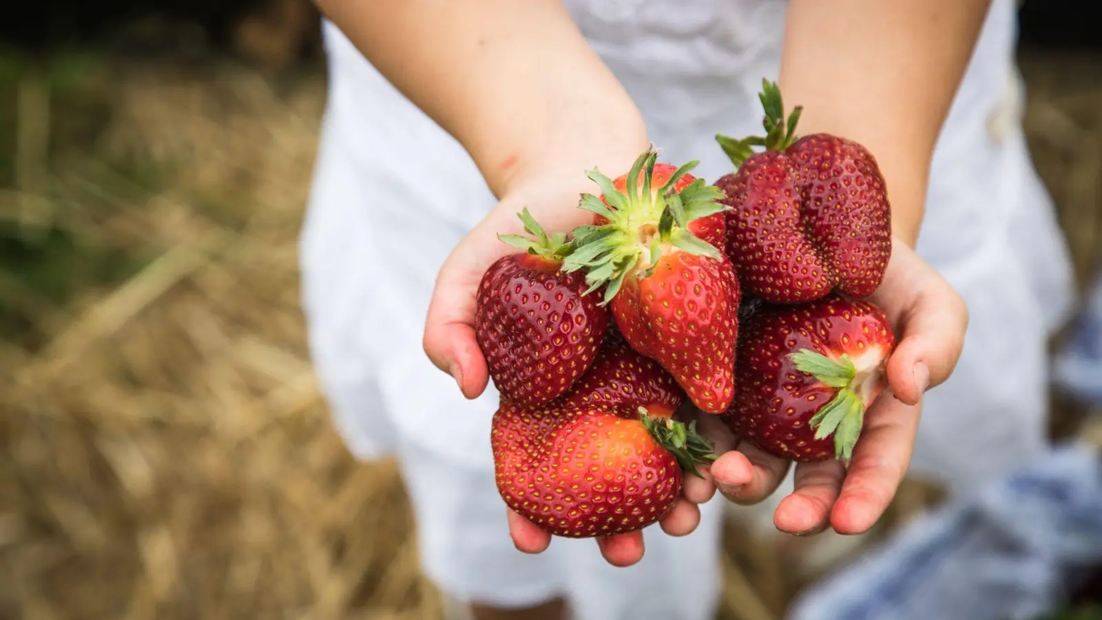 Bald ist es soweit: Die ersten Erdbeeren können geerntet werden. (Foto: Christin Klose/dpa-tmn)