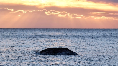 Gewebeproben des toten Wals sollen in Dänemark analysiert werden. (Foto: Marcus Golejewski/dpa)
